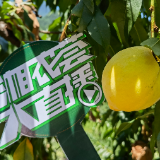 视频|炎陵黄桃熟啦!“湘农荟大直播”邀您甜蜜一“夏”