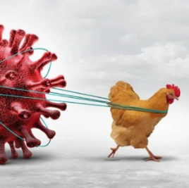 应对禽流感风险 荷兰发布全国“封闭养鸡令”