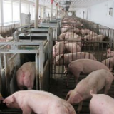 猪肉价格连续13周下降，今年会重回“10元时代”吗？