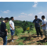 中华财险永兴支公司开发“柑橘天气指数保险” 服务三农振乡村