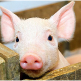 新五丰披露2020年业绩快报 净利同比增346.66%至2.83亿元