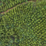金融助“双碳” 兴业银行长沙分行落地湖南首笔林业碳汇贷款