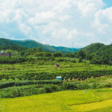 中国经济一季报：农业农村经济保持平稳发展