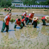  体验农耕文化 发行湖南省分行团委开展乡村振兴青年实践教育活动