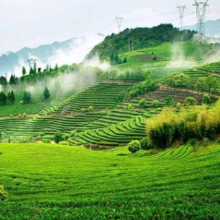 请喝一杯“湖南红茶”！“湖南红茶”向全国劳动人民及茶人致敬