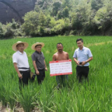 中华保险会同县支公司协同农业专家开展水稻制种高温干旱受灾勘查