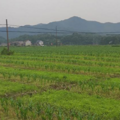 中华财险承保“大豆玉米带状复合种植目标收入保险” 为项目试点保驾护航