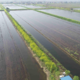 保险助农产品库之“助力农业特色产业”:小龙虾天气指数保险让小龙虾养殖户吃上“定心丸”