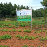 保险助农产品库之“助力农业特色产业”：“小籽花生完全成本保险”护航小籽花生产业发展