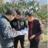 人保财险：低温指数保险为枇杷“遮风挡雨”