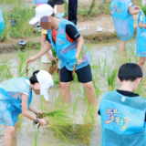 太平人寿湖南分公司“太平少年行·长沙站”活动走进隆平水稻博物馆 