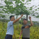 湖南花垣农商银行：“全链条”金融服务助推乡村产业振兴