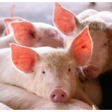生猪养殖保险：护农稳产的“定心丸”