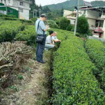 从“银行人”到“村里人”,茶香里飘出乡亲们的致富经