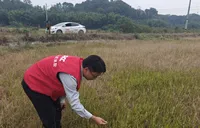 保险助力，为旱灾下的稻田撑起“希望伞”