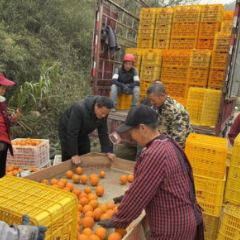 桃源农商银行:整村授信送“活水”,扶农助销解“心忧”