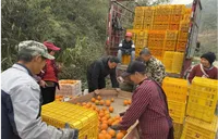 桃源农商银行：整村授信送“活水”，扶农助销解“心忧”