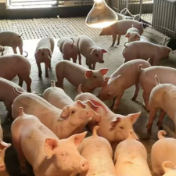 浏阳首单生猪养殖综合收入保险落地 为养殖户撑起“收益保护伞”