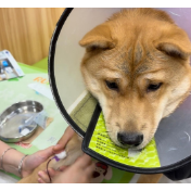 “它经济”崛起 瑞派宠物赴港IPO