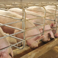 12000头能繁母猪“入保” 人保财险望城支公司签发望城地区最大母猪养殖保单