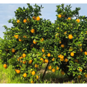 橙香暖农心 中国民生银行长沙分行“以购代扶”助力乡村振兴