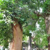 深耕“五篇大文章”丨助力美丽湖南建设 湖南保险业为绿色发展护航