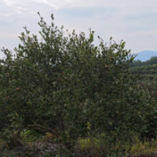 双重保障!中华财险油茶种植保险护航产业发展