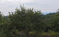 双重保障！中华财险油茶种植保险护航产业发展