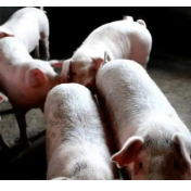 猪价跌至近8年低点 产能调整是后市回暖关键