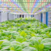 年轻人友好银行丨 诺合新生物：植物叶片“长”出高价值蛋白