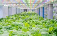 年轻人友好银行丨 诺合新生物：植物叶片“长”出高价值蛋白