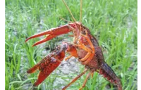 从田间到餐桌全程护航 人保财险南县支公司全链条守护稻虾产业发展
