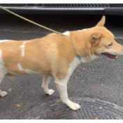宠物保险该不该买?怎么买?一文讲清