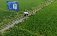 科技赋能精准承保 人保财险湘潭支公司护航晚稻丰产丰收