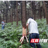 湖南省科技重大专项项目“速生人工林绿色产业链循环增效关键技术创新与应用”成功验收