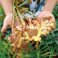 云南省文山州马关县韦铭：90后边境青年，返乡创业打“姜山”