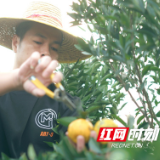 陈皮咖啡、陈皮山楂……新会陈皮借新电商平台火爆“出圈”