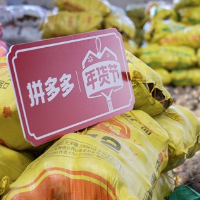 昔日贡品如今飞入寻常百姓家 荔浦芋头拼多多年货节销俏