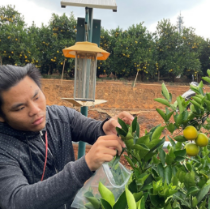 科技小院助力褚橙再升级