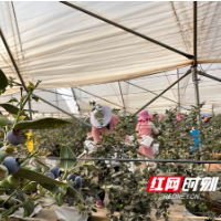 拼多多启动"农云行动" 助力100个农业产业带加速“数实融合”