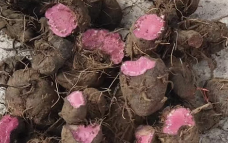 紫参“乔装”芋头，常德南收费站收费员一眼识破