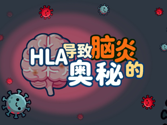 健康科普｜白细胞抗原“HLA”导致脑炎的奥秘