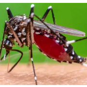 健康科普｜你想知道的基孔肯雅热的所有，都在这里！