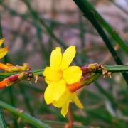 首期全国花粉浓度预报服务提示发布