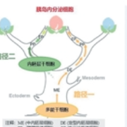 再生胰岛临床突破:1型糖尿病治疗迎来新路径
