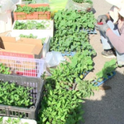 春日吃野菜怎样更安全？建议通过正规的超市和农贸市场购买