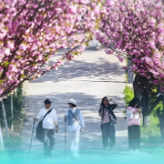 飞絮+花粉过敏如何及时规范治疗?这份防护指南请收