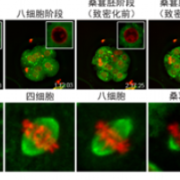 给生命最初5天拍下“高清纪录片”!中信湘雅破解胚胎发育“卡壳”之谜
