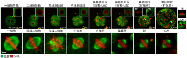 Cell 新闻稿 中信湘雅870.png Cell 新闻稿 中信湘雅870.png