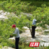 暖心！金地集团长沙公司牵手“湘农荟”公益助农